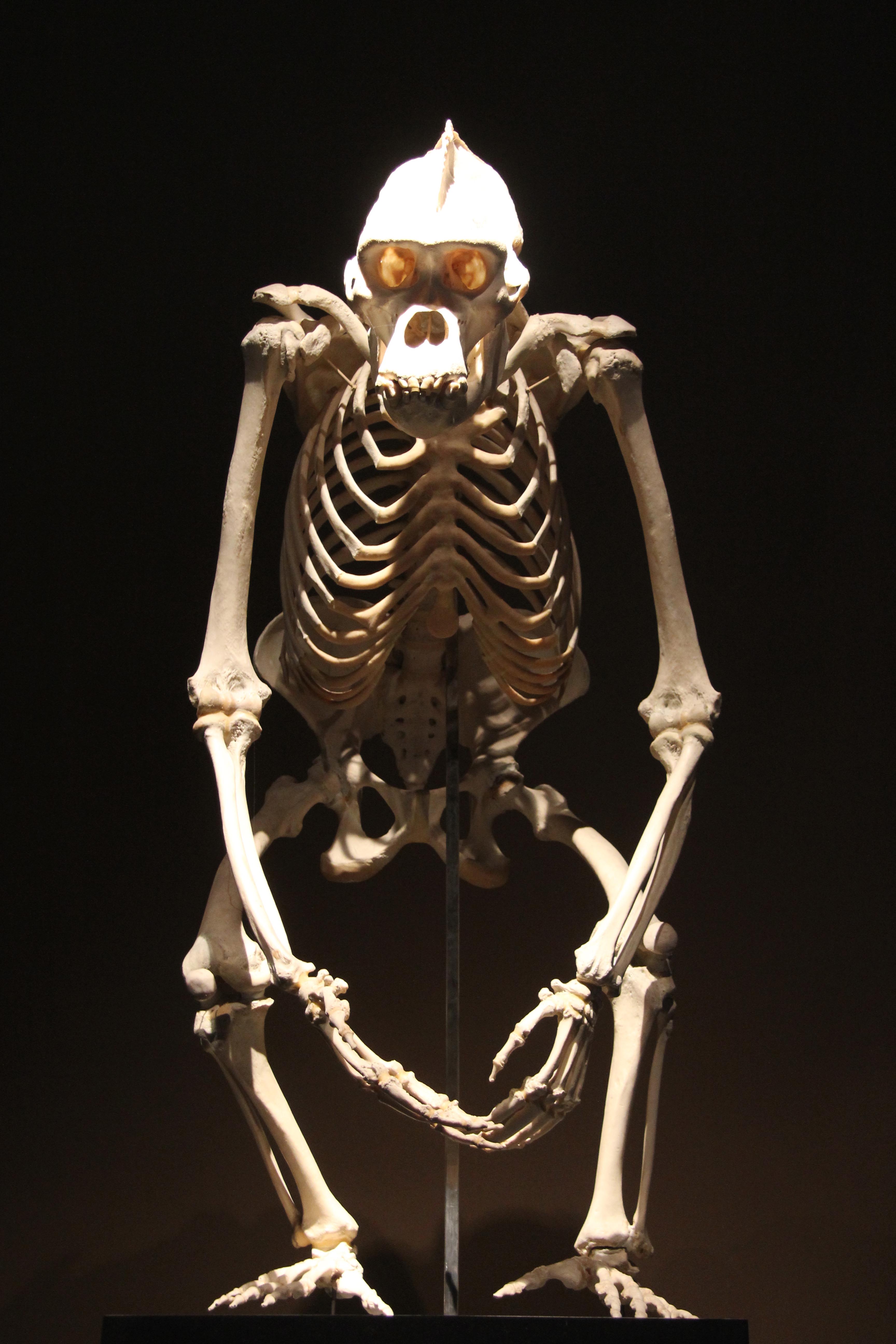 ape-skeleton.jpg