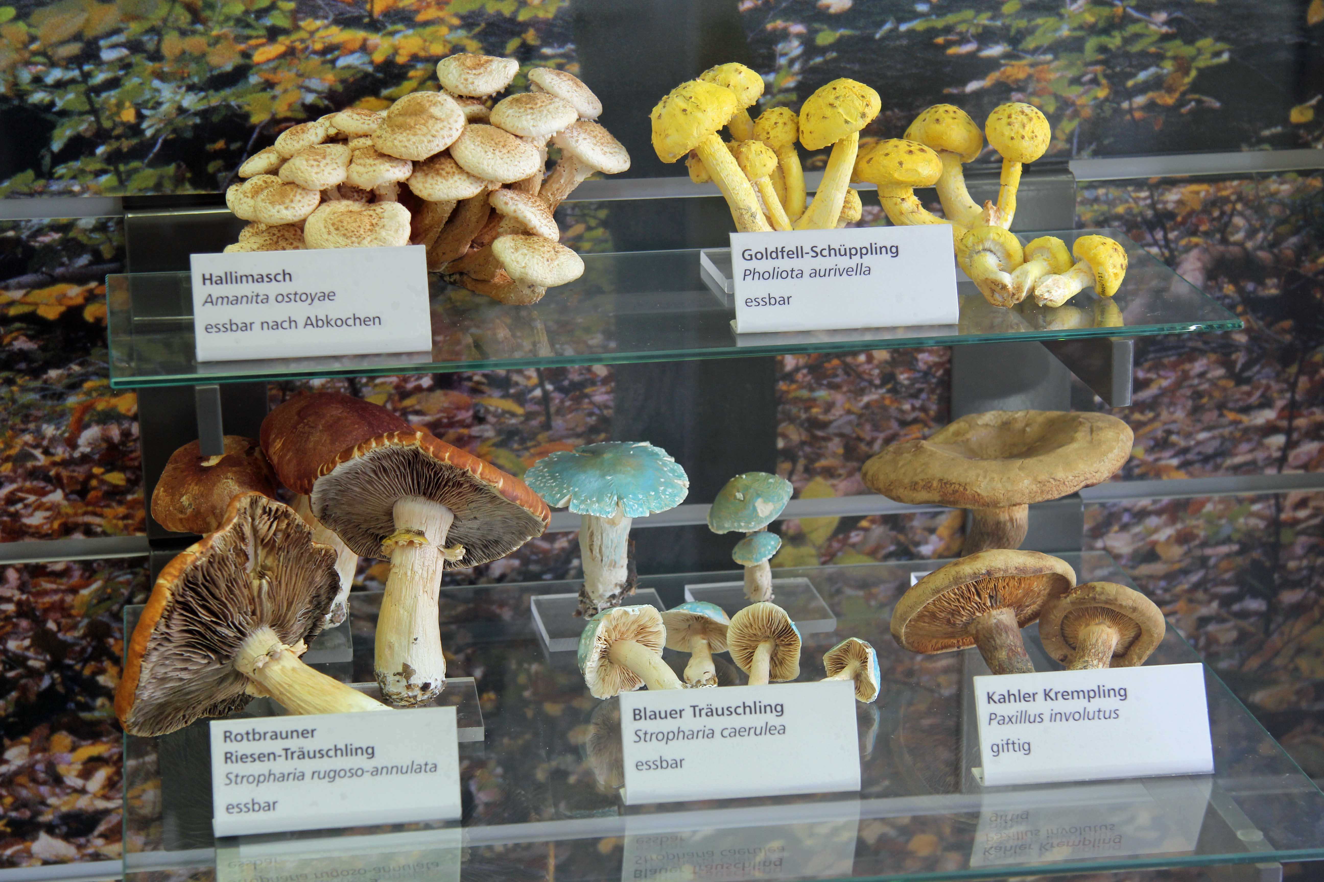 fungi-at-botanical-museum.jpg